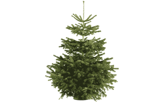 Julgranar