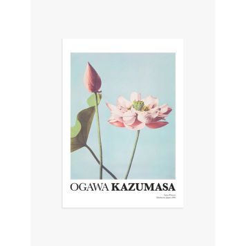 POSTER POSTERY LOTUS FLOWERS BY OGAWA KAZUMASA 50x70CM