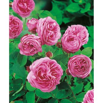BUSKROS LOUISE ODIER BARROT ROSA 5-PACK