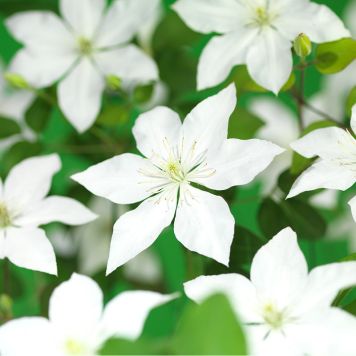KLÄTTERVÄXT KLEMATIS WHITE FLOWERS VIT KRUKODLAD