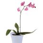 PROVENCE ORCHID 15CM FROSTAD