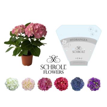 HORTENSIA OLIKA FÄRGER KRUKA 13CM