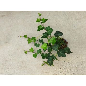 STORBLADIG MURGRÖNA 11CM