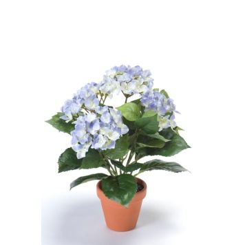 HORTENSIA I KRUKA 11 CM BLÅ