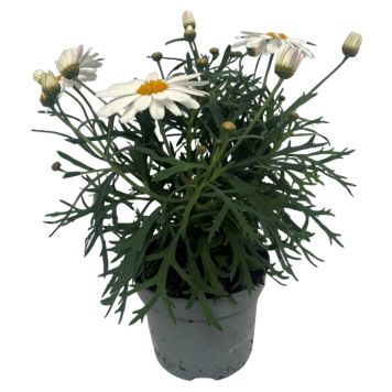 MARGERIT KRUKA 11CM  