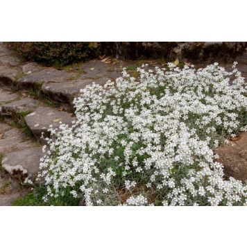 PERENN SILVERARV MARKTÄCKARE