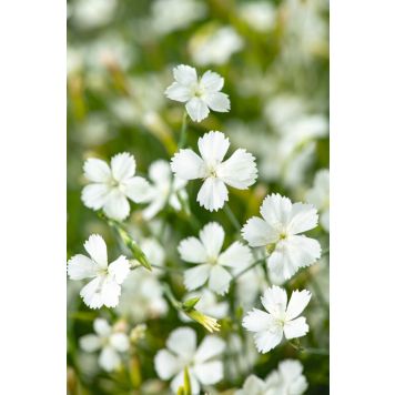 PERENN BACKNEJLIKA ALBIFLORUS MARKTÄCKARE