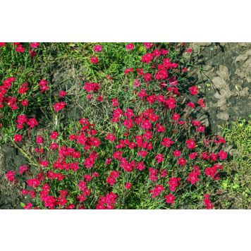 PERENN BACKNEJLIKA BRILLIANT MARKTÄCKARE 