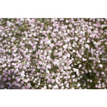 PERENN BRUDSLÖJA ROSENSCHLEIER KANTVÄXT