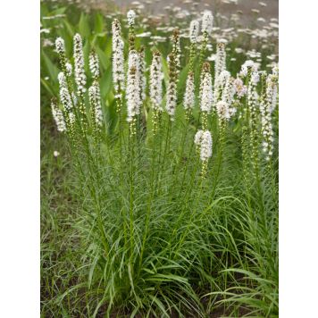 PERENN ROSENSTAV ALBA