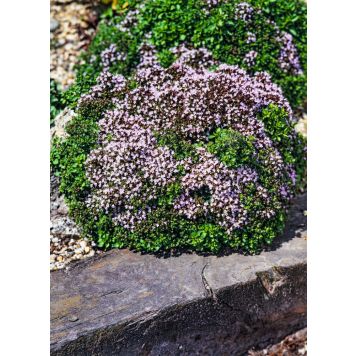 PERENN KUNGSMYNTA OREGANO COMPACTUM KANTVÄXT 