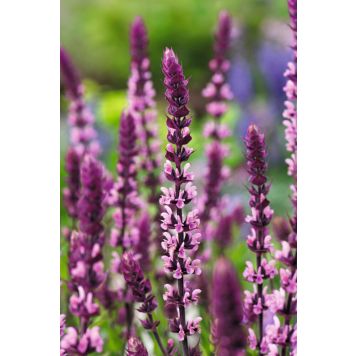 PERENN STÄPPSALVIA CARADONNA PINK TUITSALV KANTVÄXT