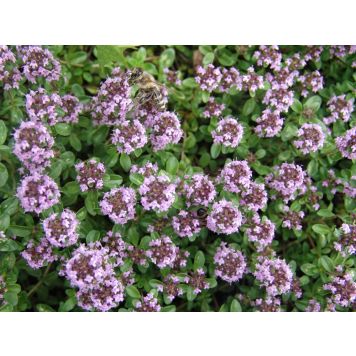 PERENN KASKADTIMJAN ODORATUS MARKTÄCKARE