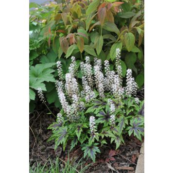 PERENN SPETSMÖSSA SUGAR AND SPICE PBR MARKTÄCKARE