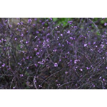 PERENN JÄRNÖRT BAMPTON