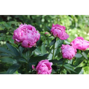 PERENN LUKTPION ALEXANDER FLEMING 2L