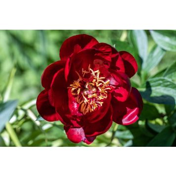 PERENN LUKTPION BUCKEYE BELLE 2L