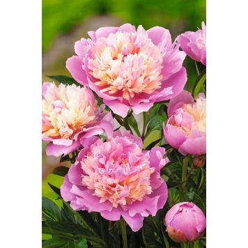 PERENN LUKTPION SORBET 2L