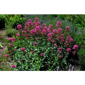 PERENN PIPÖRT COCCINEUS