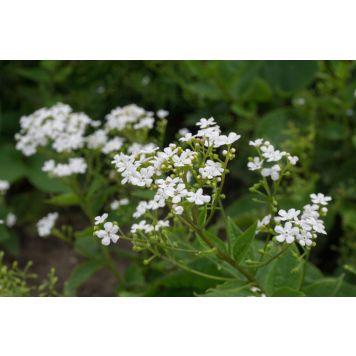PERENN FÖRGÄTMIG BETTY BRUNNERA