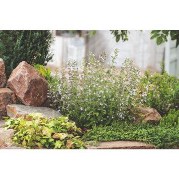 PERENN STENKYNDEL BLUE CLOUD