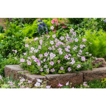 PERENN NÄVA GERANIUM DREAMLAND