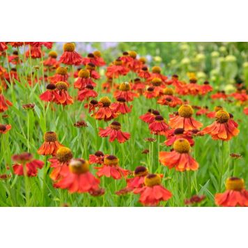 PERENN SOLBRUD MOERHEIM BEAUTY