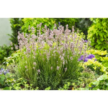 PERENN LAVENDEL ROSEA