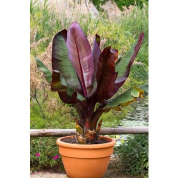 PRYDNADSVÄXT RÖD BANAN 50-60CM