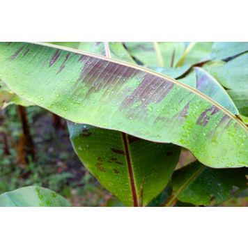 PRYDNADSVÄXT RÖD BANAN EVERRED 50-60CM