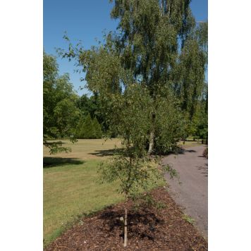 PRYDNADSTRÄD ORNÄSBJÖRK DALECARLICA E 150-200CM