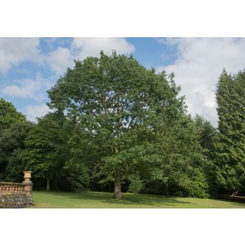 PRYDNADSTRÄD RÖDEK QUERCUS RUBRA E 150-200CM