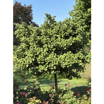 BARRVÄXT GINKGO MARIKEN 80CM