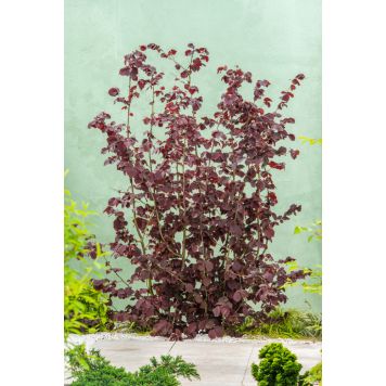 PRYDNADSBUSKE HASSELNÖT ROTEZELL 100-150CM