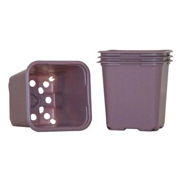 ODLINGSKRUKA WEIBULLS SYRENLILA 8CM