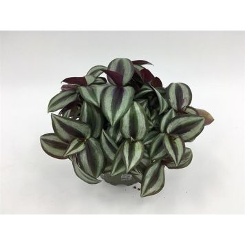 SKVALLERREVA TRICOLOR 10CM