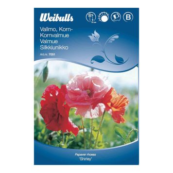 BLOMFRÖ WEIBULLS KORNVALLMO SHIRLEY