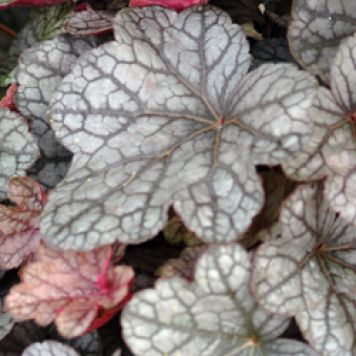 ALUNROT OLIKA SORTER KRUKA 13CM