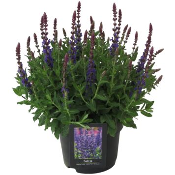 PERENN STÄPPSALVIA KRUKODLAD 17CM                               