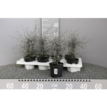 SICKSACKSBUSKE KRUKA 11CM