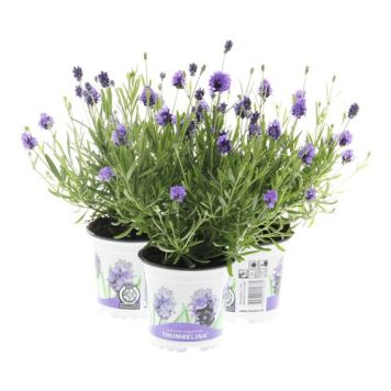 LAVENDEL 'THUMBELINA LEIGH' KRUKA 11CM