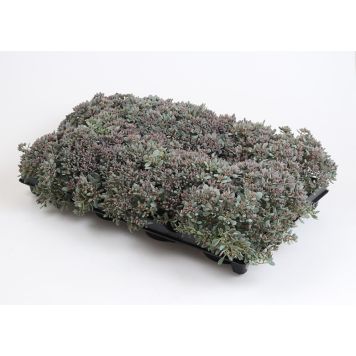 PERENN SEDUM CAUTICOLA ROSA KRUKA 12CM