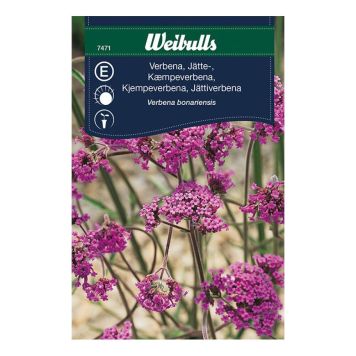 BLOMFRÖ WEIBULLS VERBENA JÄTTE