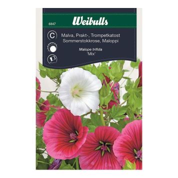 BLOMFRÖ WEIBULLS MALVA BLAND PRAKT