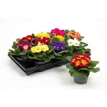 JORDVIVA 'PRINCESS' KRUKA 10CM