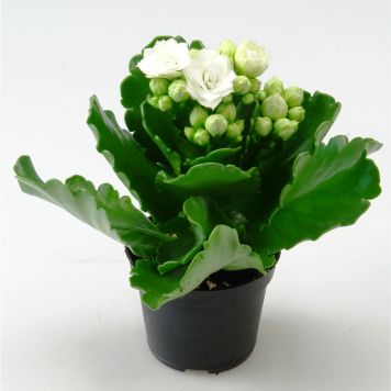 VÅRELD MINI VIT KRUKA 6CM