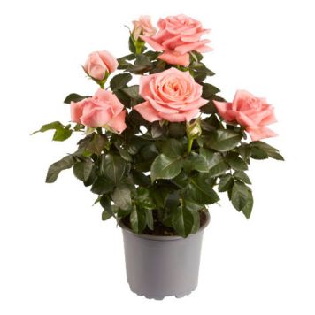 KRUKROS OLIKA FÄRGER I KRUKA 10,5CM