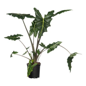 ALOKASIA SARIAN KRUKA 24CM