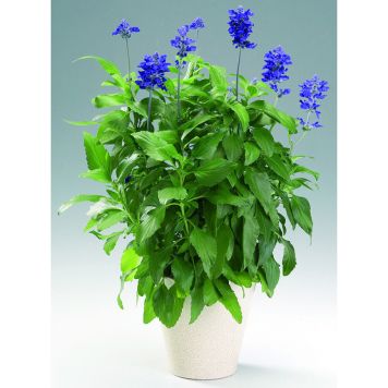 DAGGSALVIA I KRUKA 11,5CM