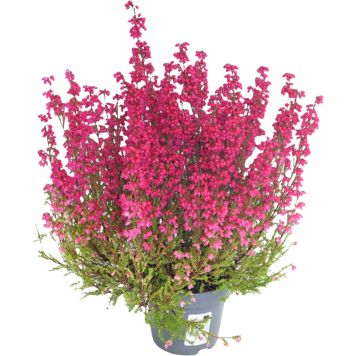 HÖSTLJUNG ERICA 11CM